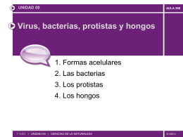 Virus, bacterias, protistas y hongos