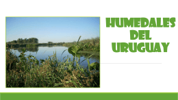 HUMEDALES DEL URUGUAY (2424703)
