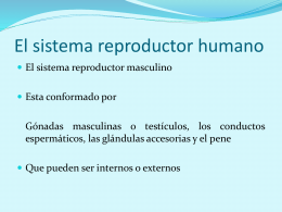 El sistema reproductor humano.