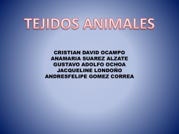 TEJIDOS ANIMALES1.