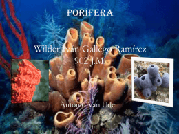 Porifera Wilder Ivan Gallego Ramirez 902 J.M.