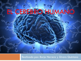 El cerebro humano (1398633)