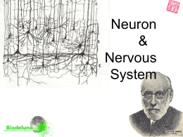 U4-NeuronNervousSystem