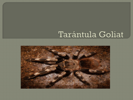 Tarántula Goliat (266051)