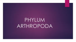 PHYLUM ARTHROPODA (960122)