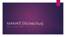 MANATÍ (Trichechus) (1496289)