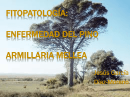 Fitopatología: Enfermedad del pino armillaria mellea