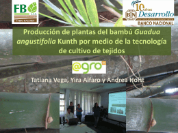 Propagación in vitro y comercialización del bambú