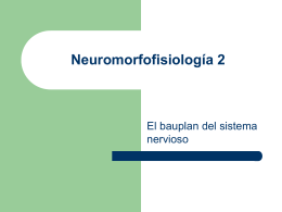 Neuromorfofisiología I - Psicología para el CCH