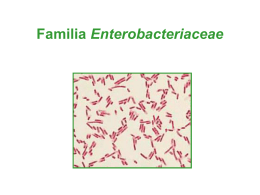 Enterobacterias: Clasificación
