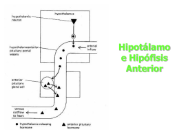 Hipotálamo e Hipófisis Anterior
