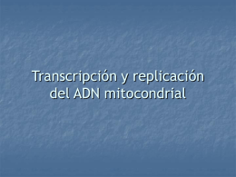 Transcripción y replicación del ADN mitocondrial