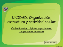 UNIDAD: Organización, estructura y actividad