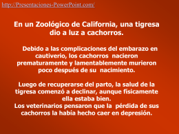 En un Zoológico de California, una tigresa dio a
