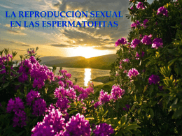 LA REPRODUCCIÓN SEXUAL EN LAS ESPERMATOFITAS