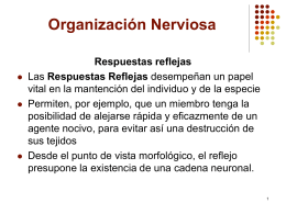 Organización Nerviosa
