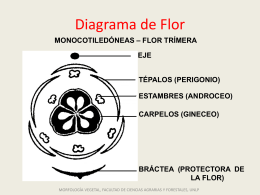 Diagrama de Flor