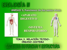 Sistemas digestivo y respiratorio: su función y