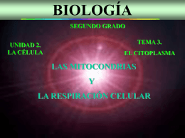 Las mitocondrias y la respiración celular
