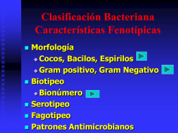 Clasificación Bacteriana Características