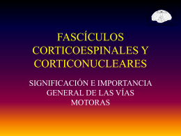 FASCÍCULOS CORTICOESPINALES Y CORTICONUCLEARES -