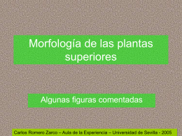 Morfología de las plantas superiores