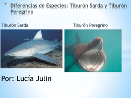 Diferencias de Especies: Tiburón Sarda y Tiburón