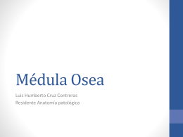 Médula Osea