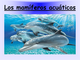Los mamíferos acuáticos