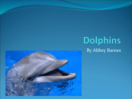 Dolphins - Birmingham Public Schools