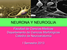 NEURONA Y NEUROGLIA