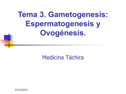 Tema 3. Gametogenesis: Espermatogenesis y
