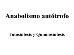Biología. 2º Bachillerato. Tema 8: Anabolismo