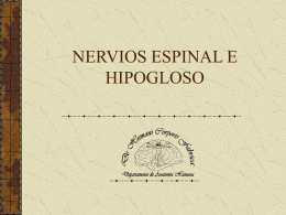 Nervios Espinal e Hipogloso XI y XII pares
