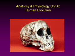 Anatomy & Physiology Unit 6: Human Evolution -