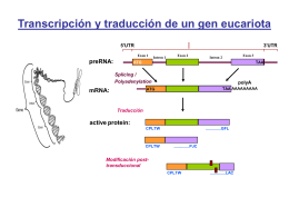 Transcripción y traducción de un gen eucariota