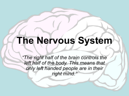 The Nervous System - Sam Houston State University