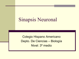 Sinapsis Neuronal - ::Fundación Educacional