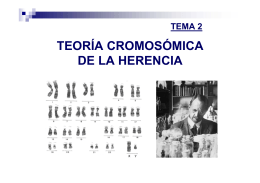 TEMA 3: Teoría cromosómica de la herencia