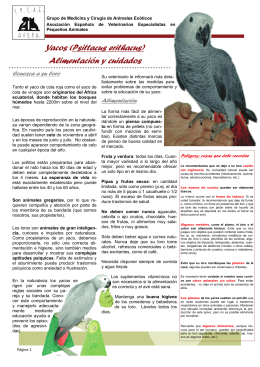 Yacos (Psittacus erithacus) Alimentación y cuidados
