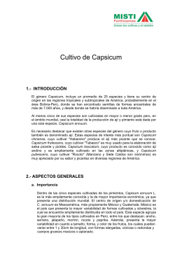 Cultivo de Capsicum
