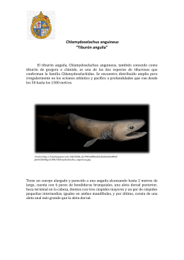 Chlamydoselachus anguineus “Tiburón anguila”