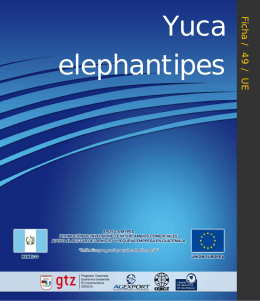 Yuca elephantipies