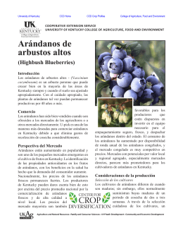 Arándanos de arbustos altos (Highbush Blueberries)