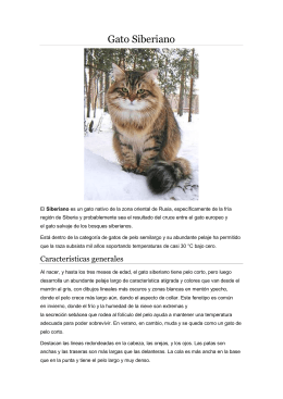 Gato Siberiano - WordPress.com