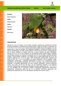 Abutilon grandifolium (Willd.) Sweet Abutilo Hairy Indian mallow