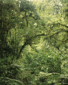 Selva Tucumano Boliviana