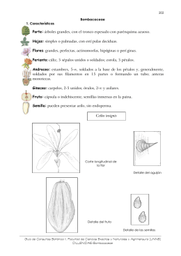 Bombacaceae