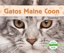 Gatos Maine Coon - Gatos