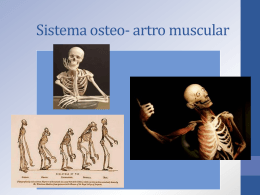 Sistema osteo artro muscular